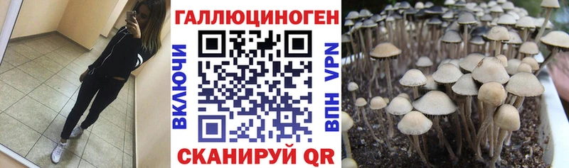 Галлюциногенные грибы Psilocybe Лесосибирск